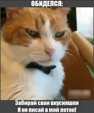 Мем: Коты обидчивы, как дети!, Серж Скоров