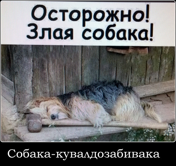Мем: лежит под забором измученный пёс, Чебурген