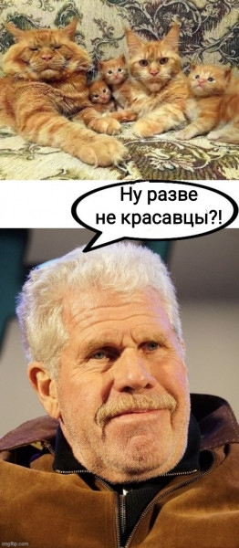 Мем, Рысь