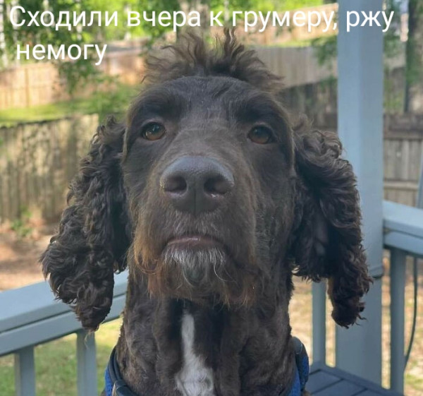 Мем, Месье дристун