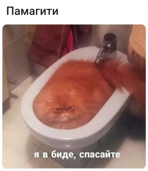 Мем, птица