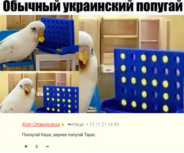 Мем: Попугай, так вот как ты выглядишь, Кот Отморозкин