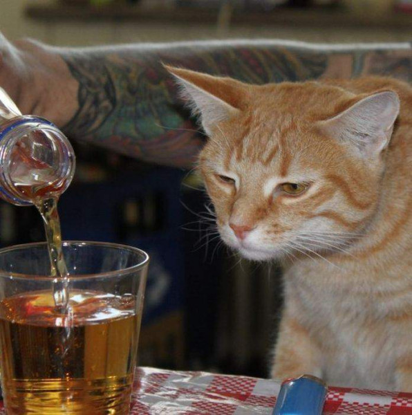 Мем: Пьющий кот - горе в семье, Аскольд Алебастров