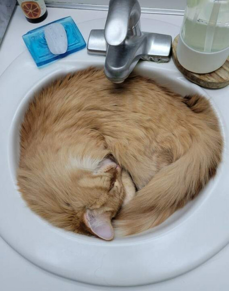 Мем: Кот - это жидкость, принимающая форму любого сосуда, Аскольд Алебастров