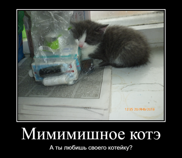 Мем: Коте, lettlefox