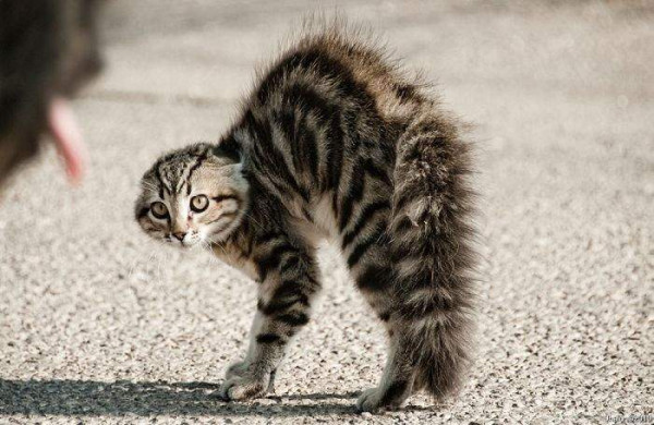 Мем: Страшнее кошки зверя нет!, Леонид Хлыновский