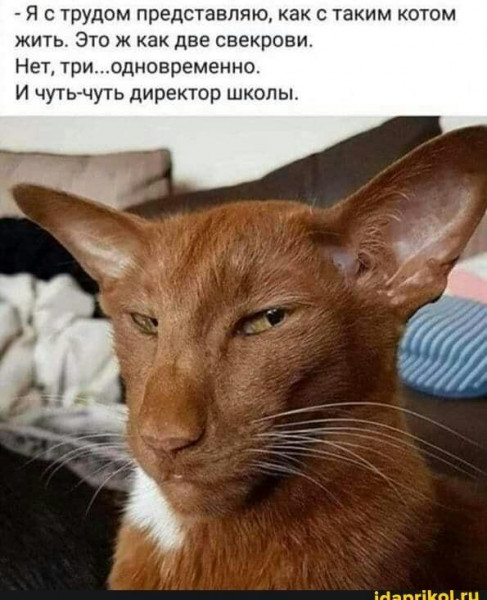 Мем, Брюттон