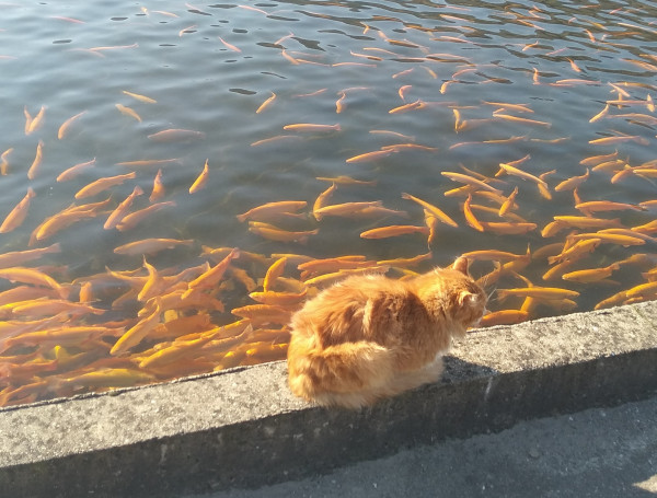 Мем: Рыбное хозяйство котика, Andy223452