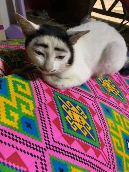 Мем: Кот грузинской породы, Брюттон