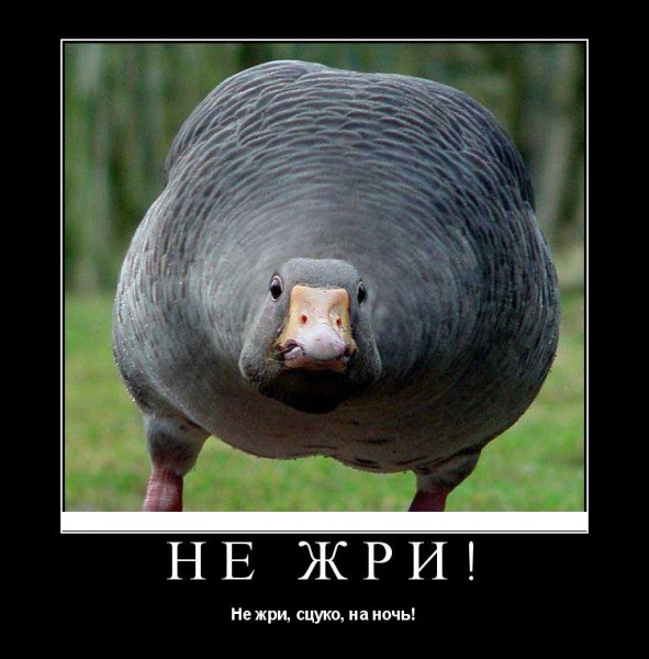 Мем, OLGERT