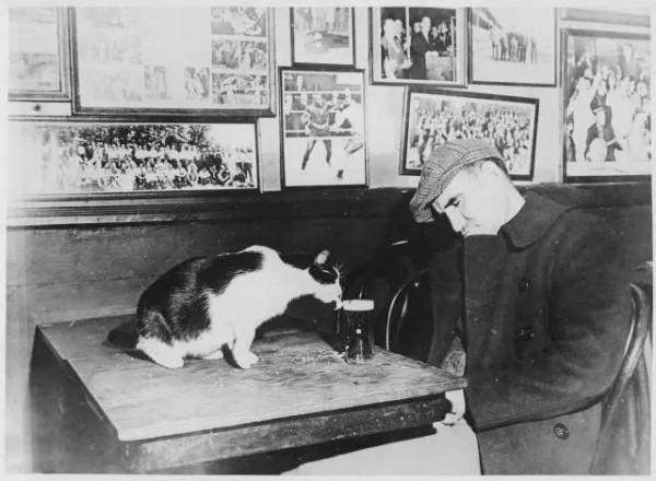 Мем: Из архивов: Посетитель бара Sammy’s Bowery Follies спит за столиком, в то время как кошка пьет его пиво. Вашингтон, округ Колумбия, 1947 год., Брюттон