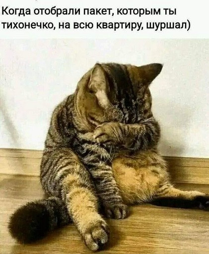 Мем, Cat Fil