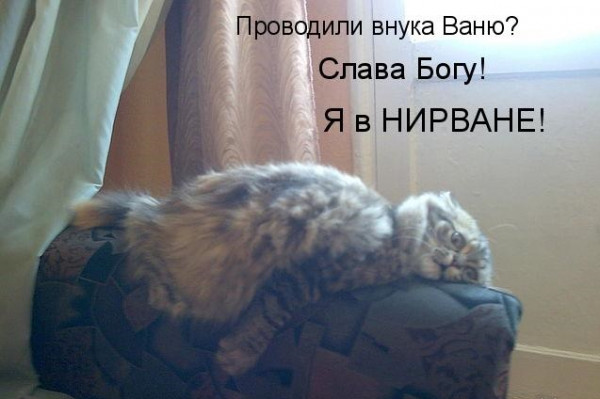 Мем, Cat Fil