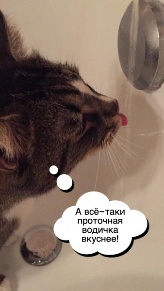 Мем: Кошачья логика, Katara waterbender