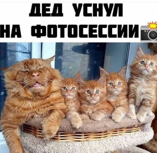 Мем, Cat Fil