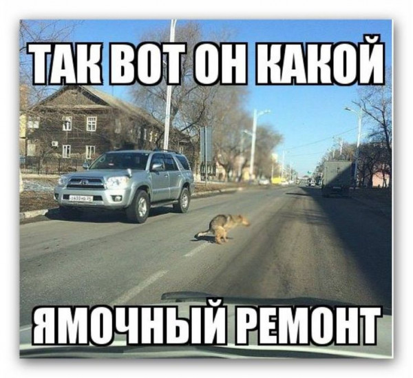 Мем, lettlefox