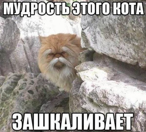 Мем, Cat Fil