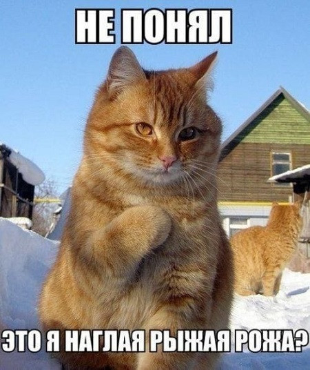 Мем, Cat Fil