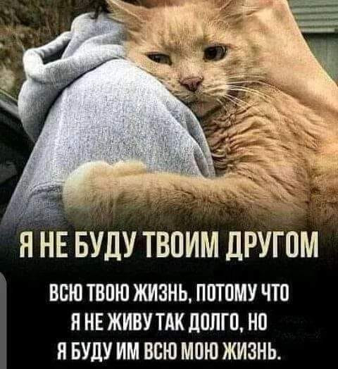 Мем, Cat Fil