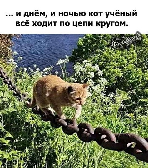 Мем: Пошел петь песню, Cat Fil