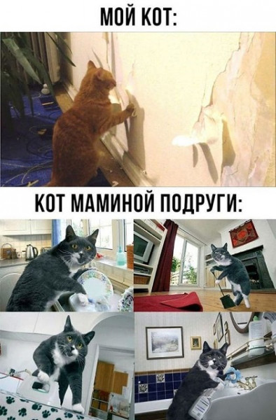 Мем, Cat Fil