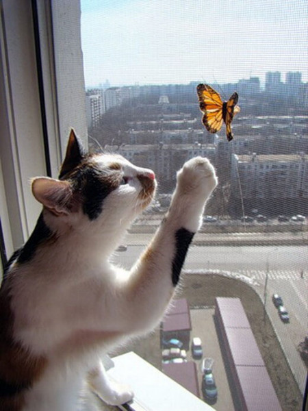 Мем: А бабочка крылышками..., Леонид Хлыновский