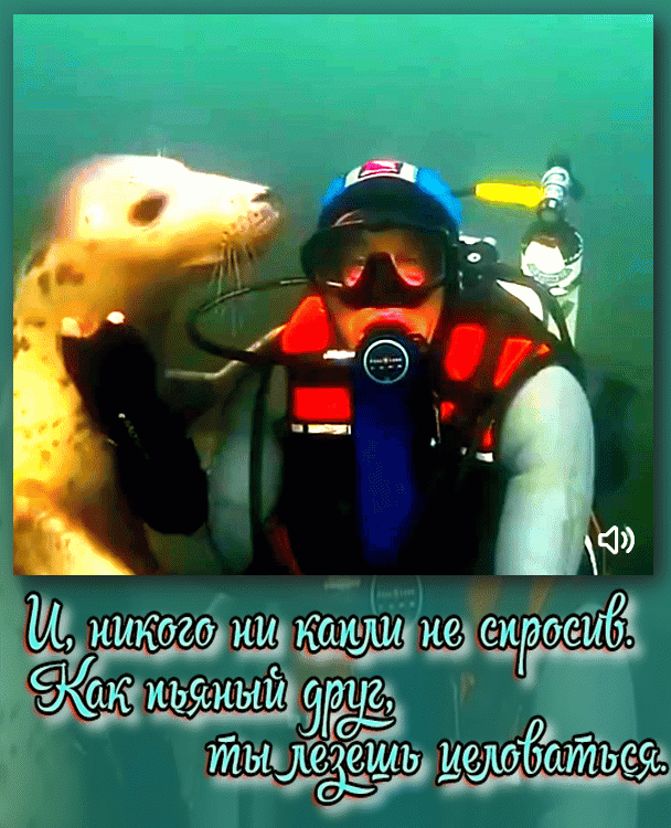 Мем: Морские пёсики, Серж Скоров