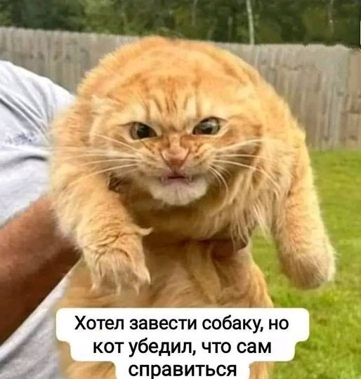 Мем, Cat Fil