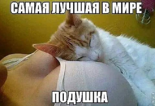 Мем: Ложись, мой котик, и на ушко тебе нашепчет сны подушка, Cat Fil