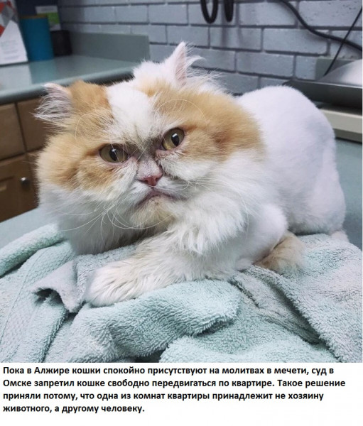 Мем: Даже кошке в Омске запретили ..., Ymir