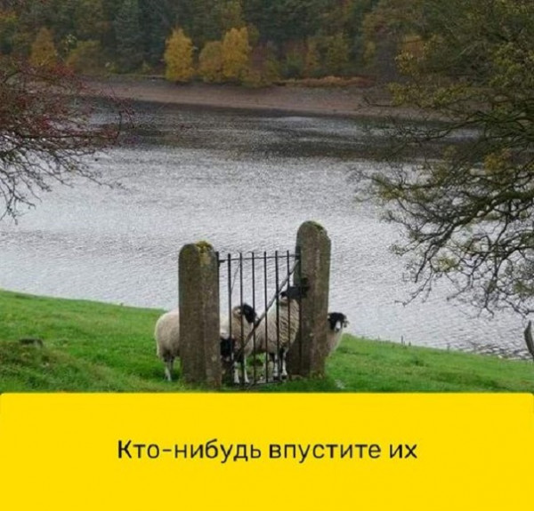 Мем: Новые ворота, acorn2007