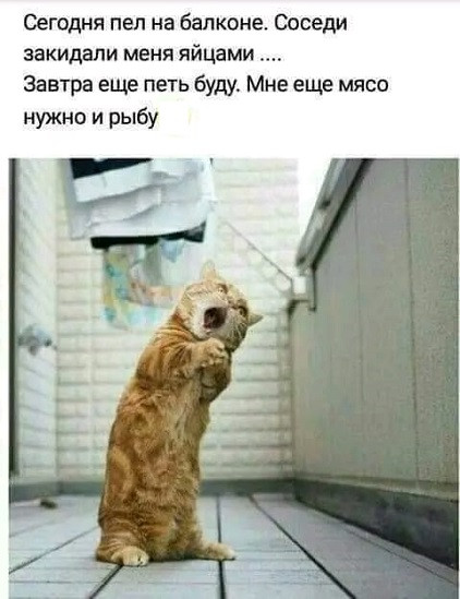 Мем, Cat Fil