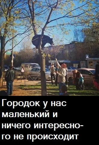 Мем, Лис Интересный