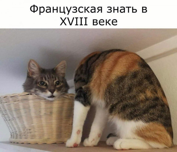 Мем, Кот Отморозкин