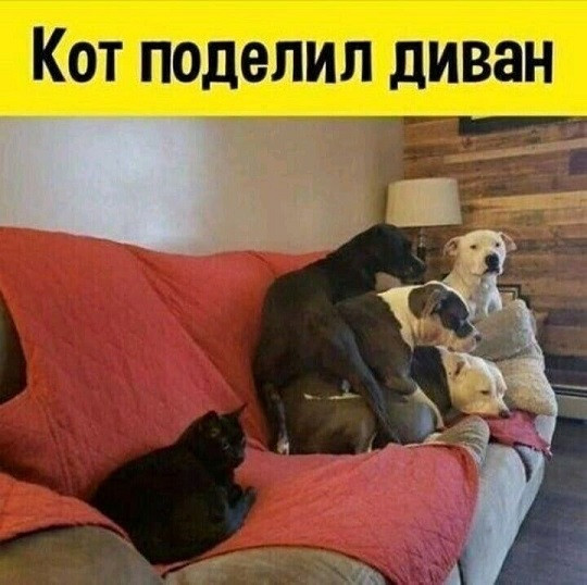 Мем, Cat Fil