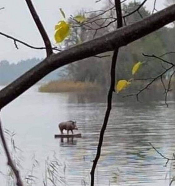 Мем, Юрий Небольсин