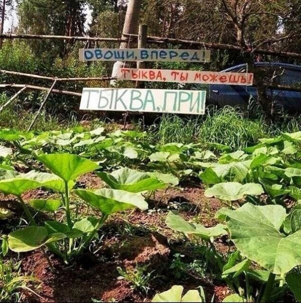 Мем: огород трененера личностного роста, тпица