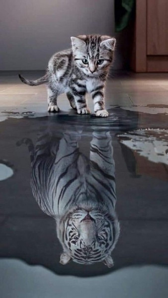 Мем: Когда в душе ты белый тигр..., Cat Fil