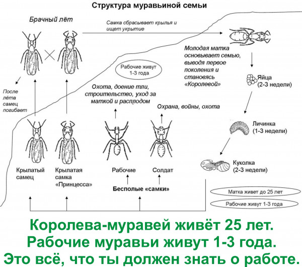 Мем, Тьмуша