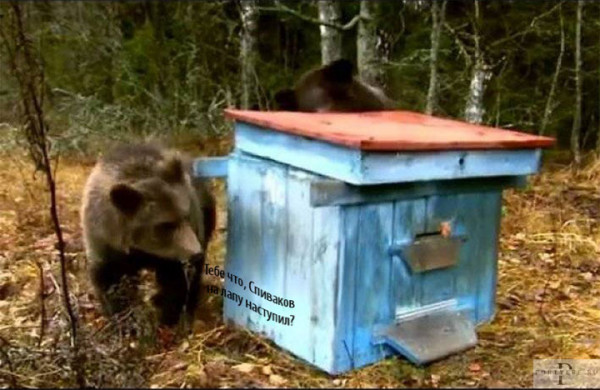 Мем: Два медведя на пасеке