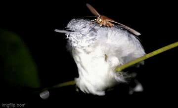 Мем: Ночная бабочка Gorgone macarea пьет слезы полосатой муравьеловки, Ymir