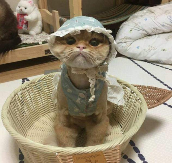 Мем: Бедный котик..., Леонид Хлыновский