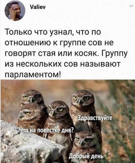 Мем: Ого, не зря сов называют мудрыми птицами), Ymir