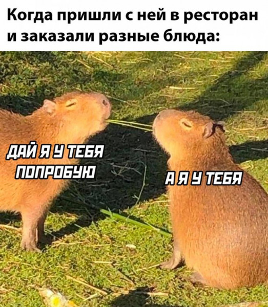 Мем, Брюттон