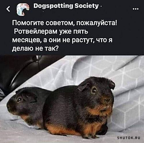 Мем, Джокер