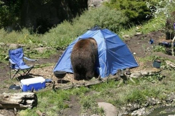 Мем: Ничто так не бодрит с утра, как медведь, заглянувший в палатку., acorn2007