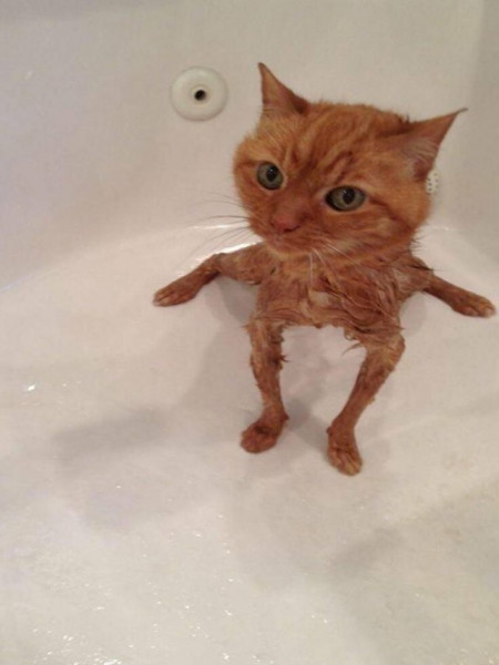 Мем: Петров-Водкин "Купание рыжего кота". Картина была утеряна, но воссоздана с помощью ИИ, beauty_foo_ll