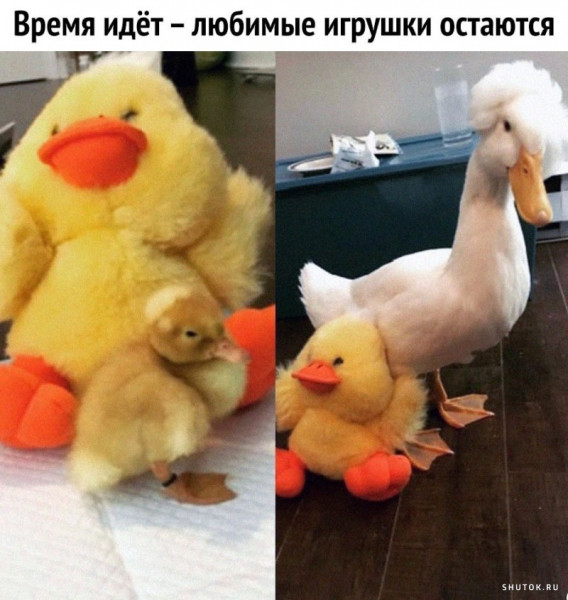 Мем, Джокер