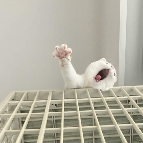Мем: Свободу белым котам!, Леонид Хлыновский