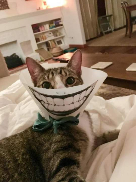 Мем: Чеширский кот, Леонид Хлыновский